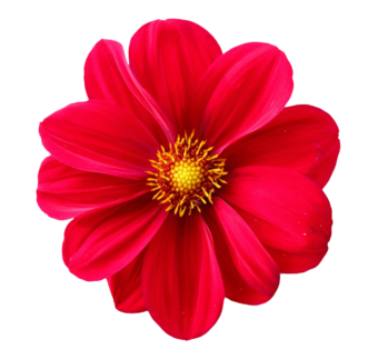PNGPIX-COM-Dahlia-Flower-PNG-Transparent-Image